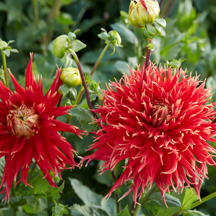 Dahlia Dinnerplate Show N Tell