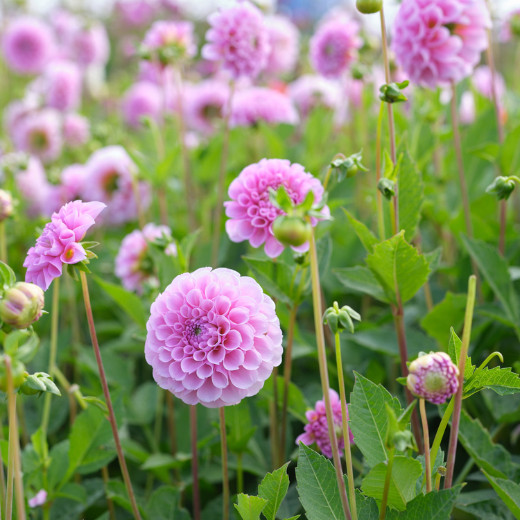 Dahlia Ball Stolze Von Berlin