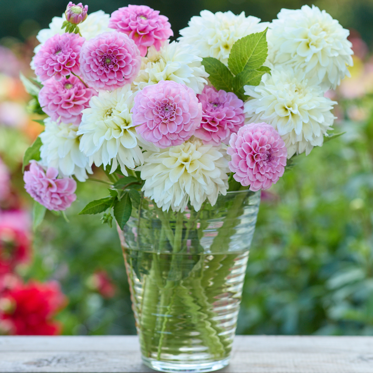 Dahlia Ball Stolze Von Berlin