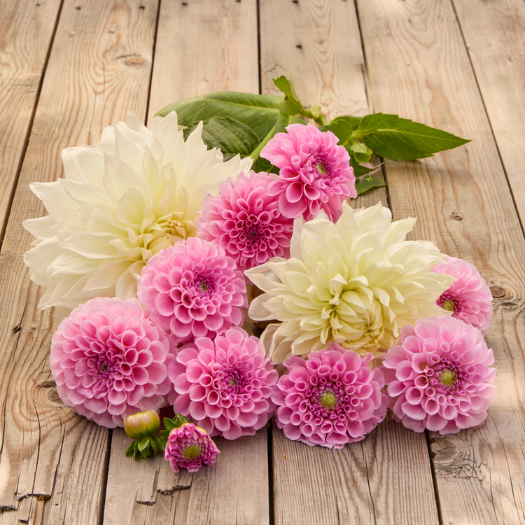 Dahlia Ball Stolze Von Berlin