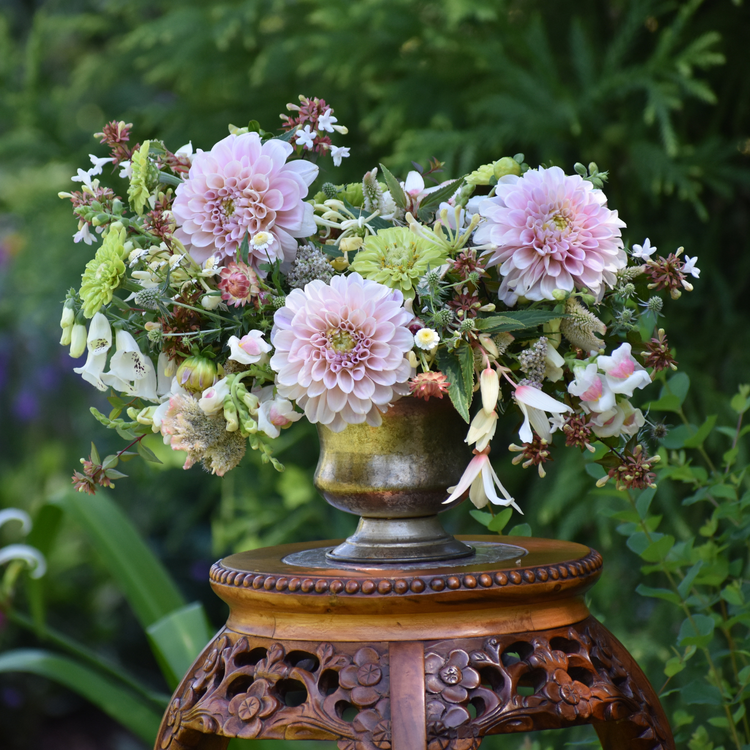 Dahlia Decorative Sweet Nathalie