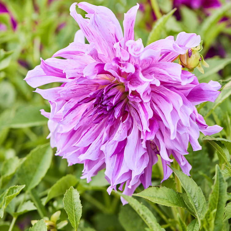 Dahlia Dinnerplate Taiheijo