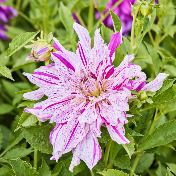 Dahlia Dinnerplate Taiheijo