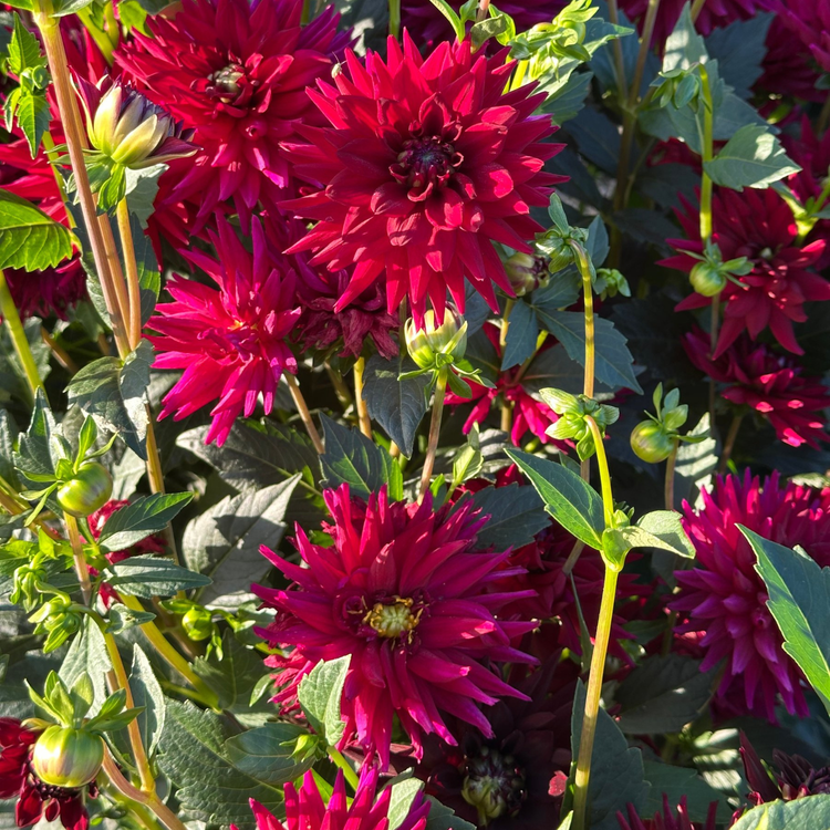 Dahlia Cactus Tamburo