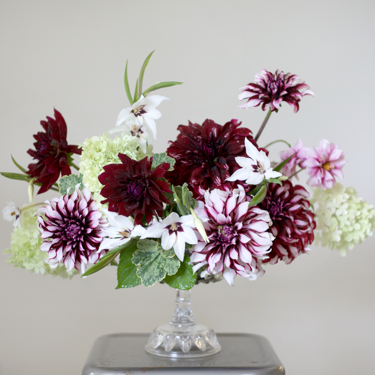 Dahlia Dinnerplate Tartan