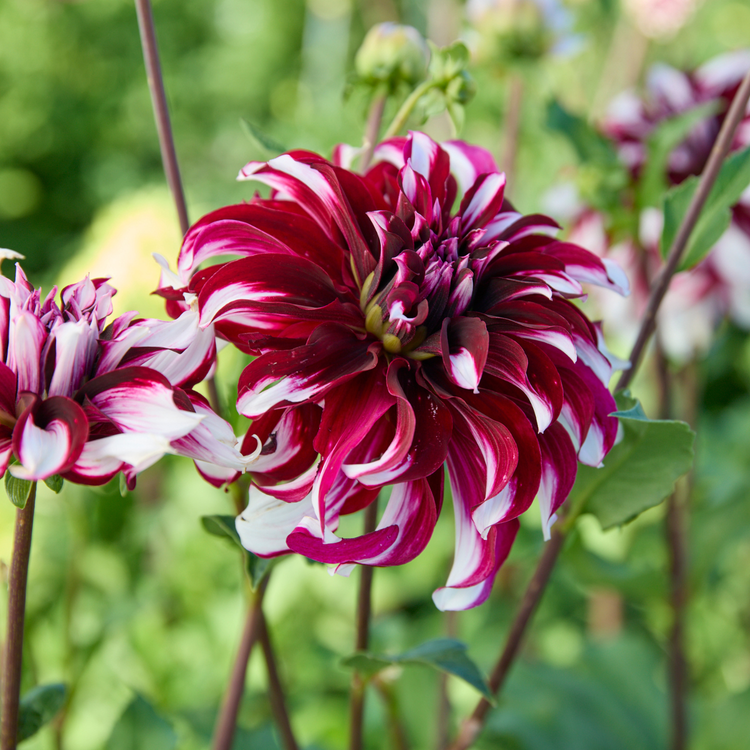 Dahlia Dinnerplate Tartan