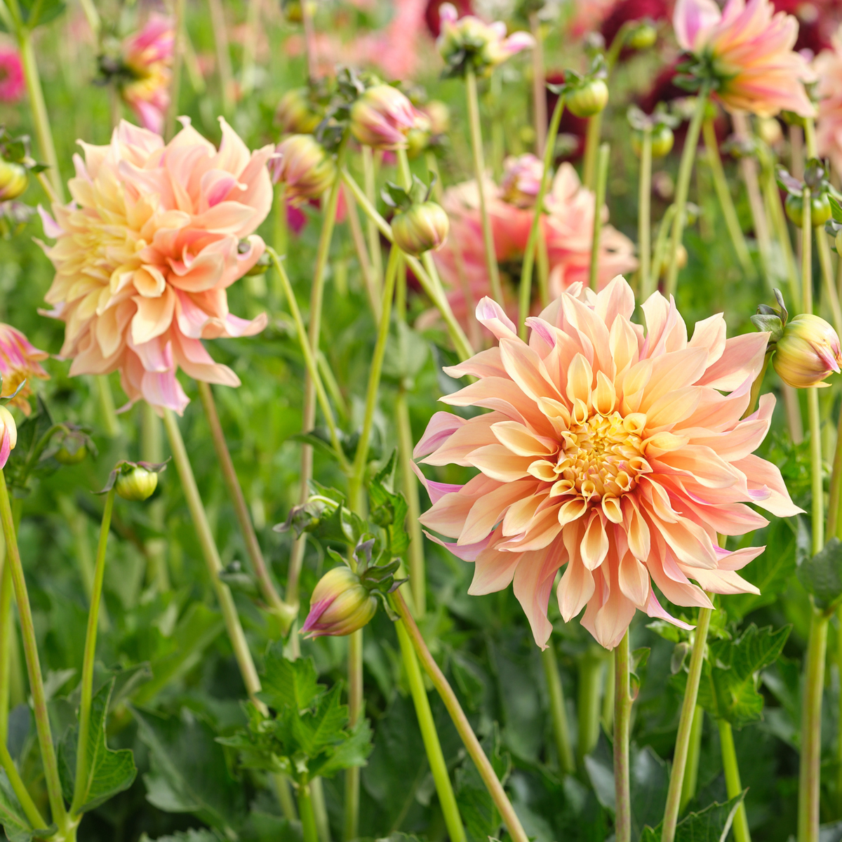 Dahlia Dinnerplate Tyrell - 1 tuber clumps - Longfield Gardens