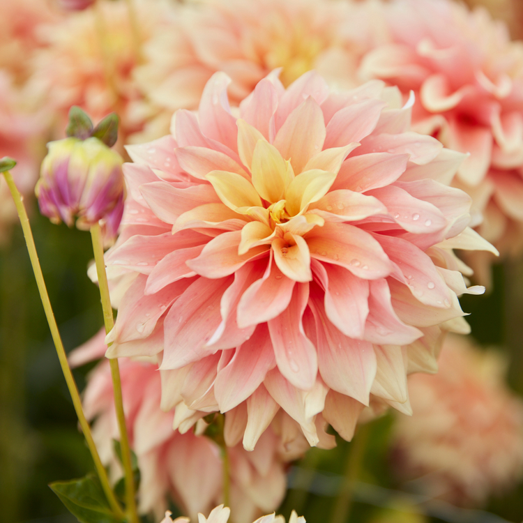 Dahlia Dinnerplate Tyrell