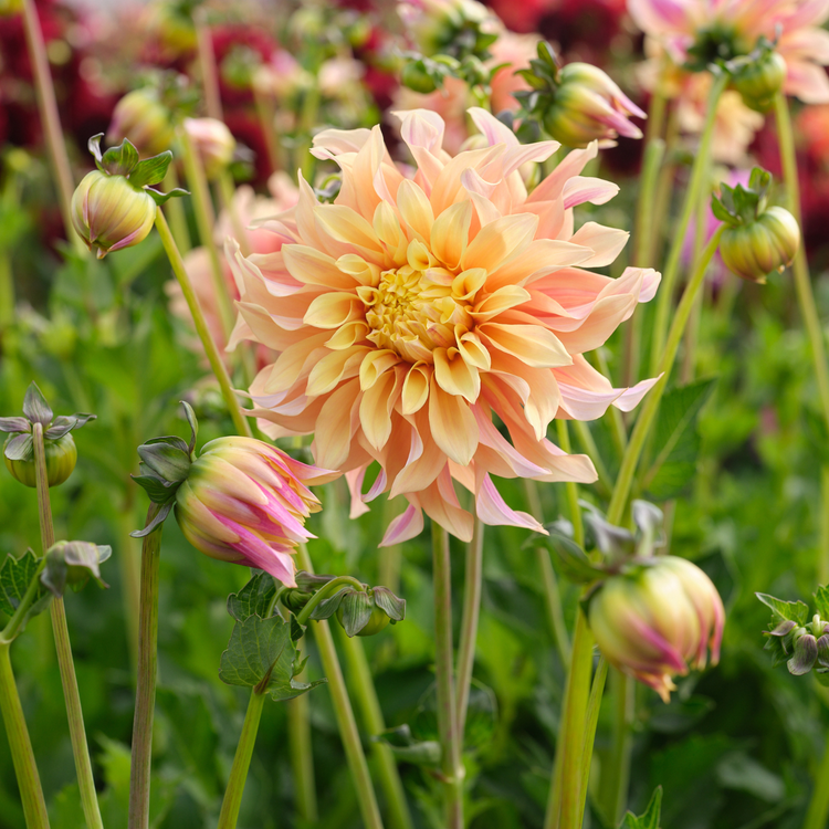 Dahlia Dinnerplate Tyrell