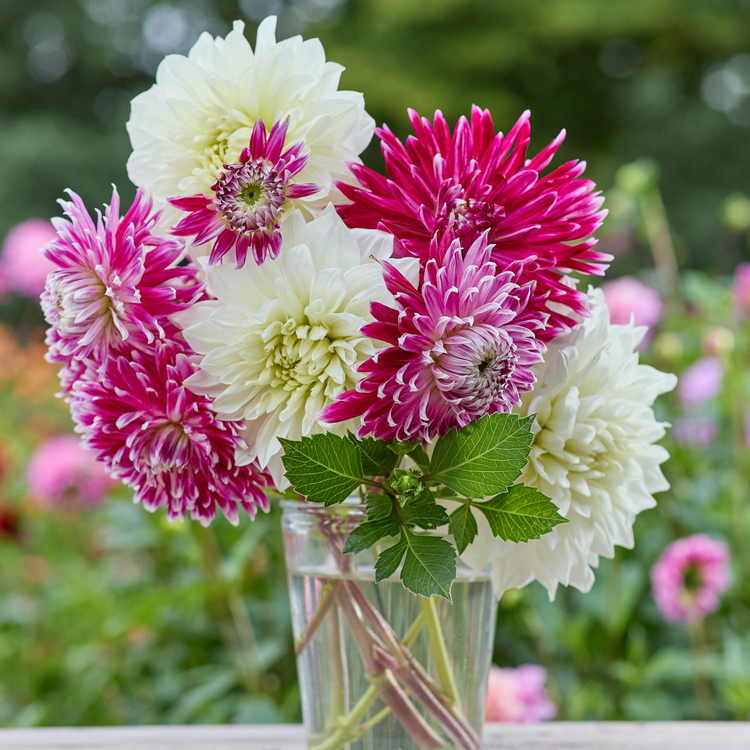 Dahlia Dinnerplate Vancouver