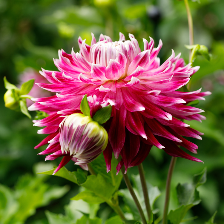 Dahlia Dinnerplate Vancouver