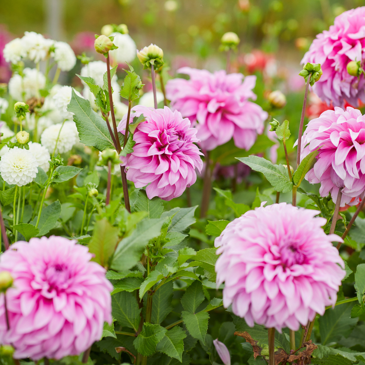 Dahlia Dinnerplate Vassio Meggos