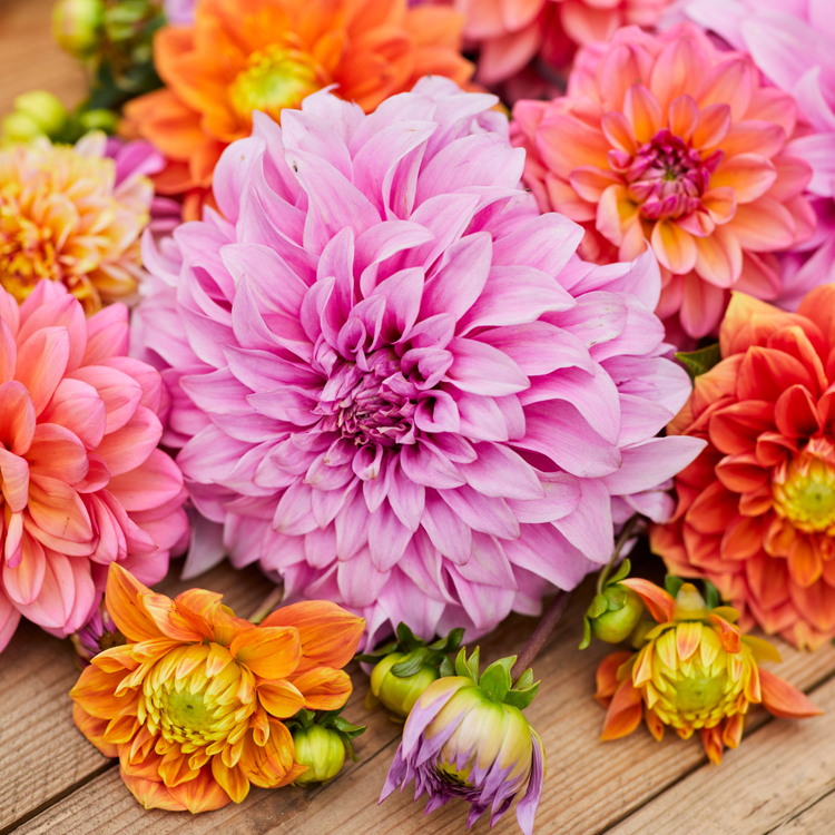 Dahlia Dinnerplate Vassio Meggos
