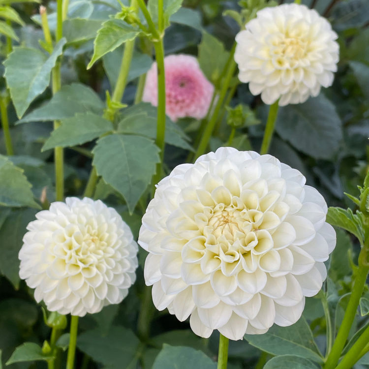 Dahlia PomPon White Aster