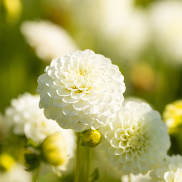 Dahlia PomPon White Aster