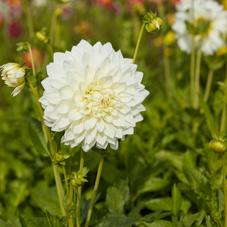 Dahlia Dinnerplate White Perfection