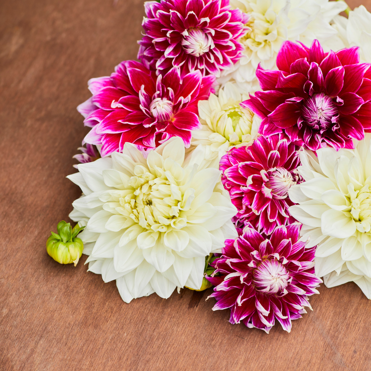 Dahlia Dinnerplate White Perfection