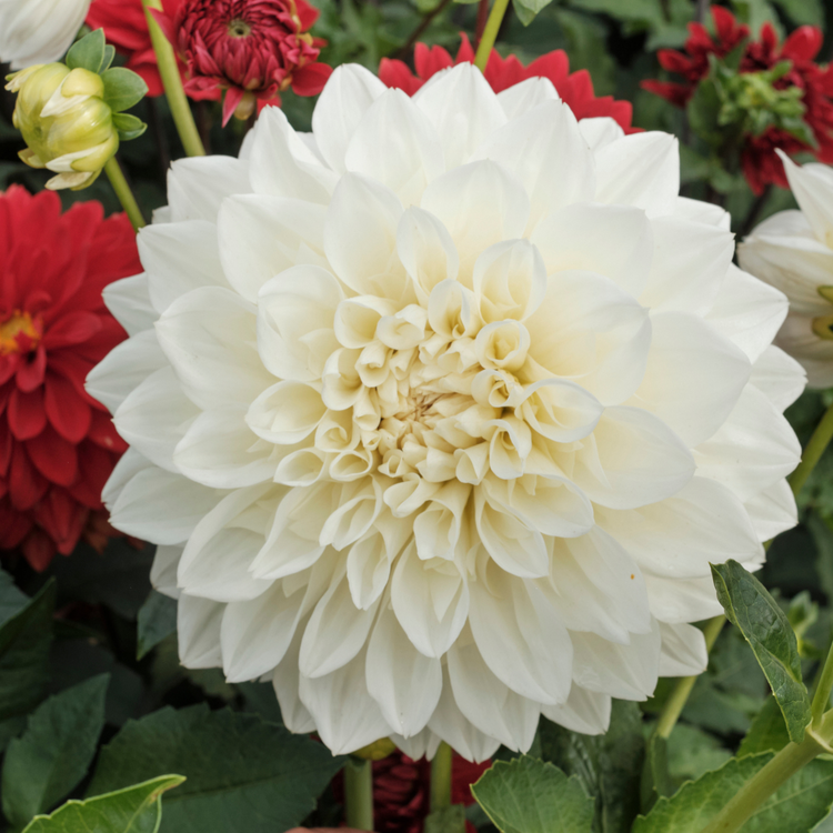 Dahlia Dinnerplate White Perfection