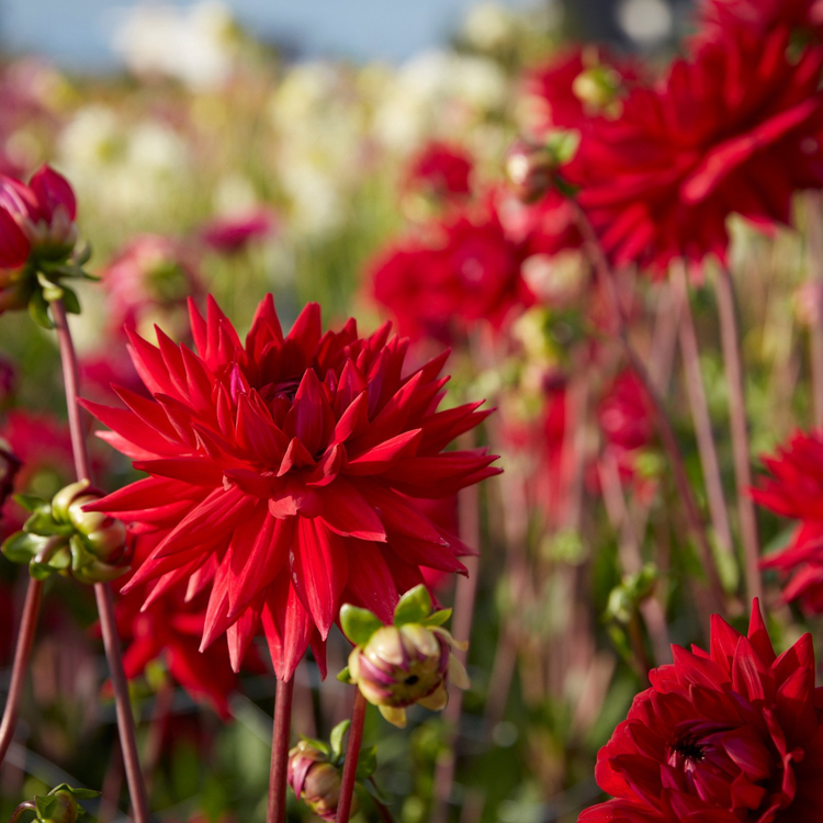 Dahlia Cactus Wittemans Best