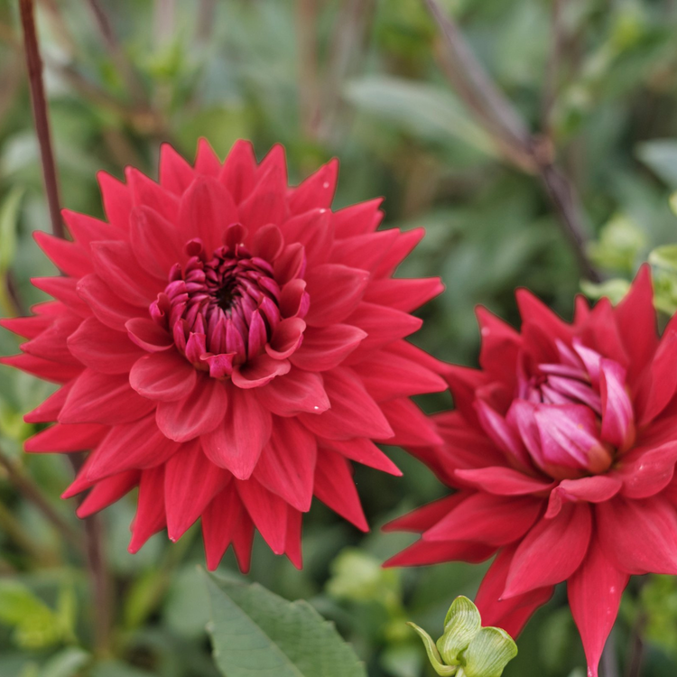 Dahlia Cactus Wittemans Best