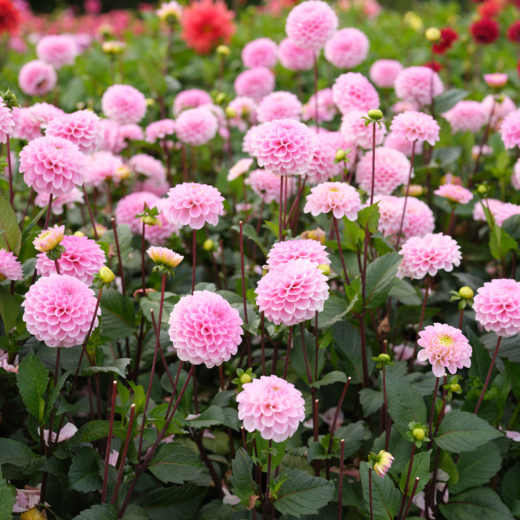 Dahlia PomPon Wizard of Oz