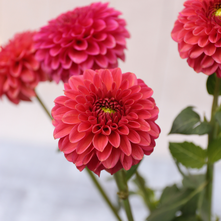 Dahlia Ball Zundert Mystery Fox