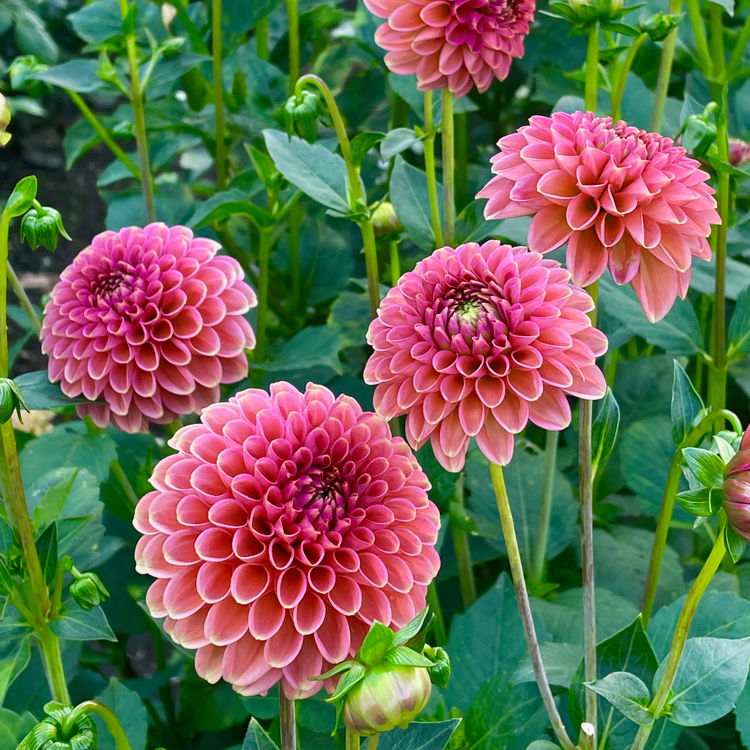 Dahlia Ball Zundert Mystery Fox