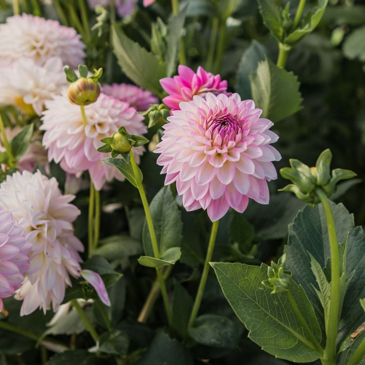 Decorative dahlia Arbatax growing in a flower garden, showing multiple blossoms with pink and white petals.