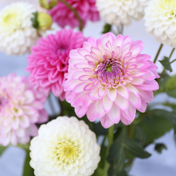 A bouquet of pink and white decorative dahlias, including the white and orchid-pink variety Arbatax.