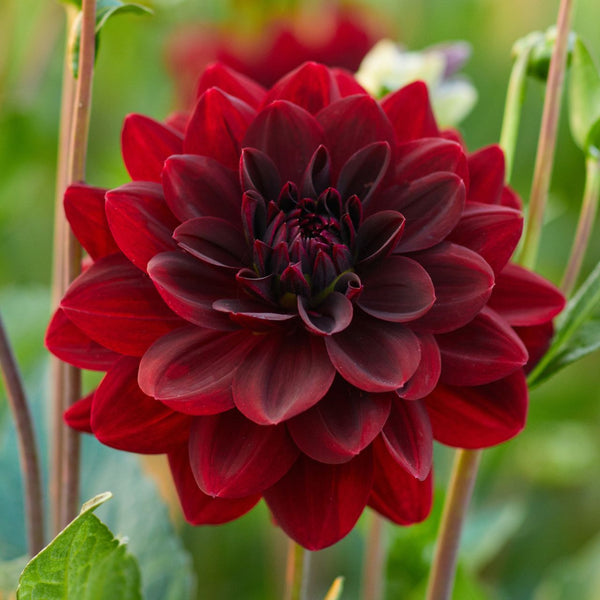 Dahlia Decorative Arabian Night - 2 tuber clumps - Longfield Gardens