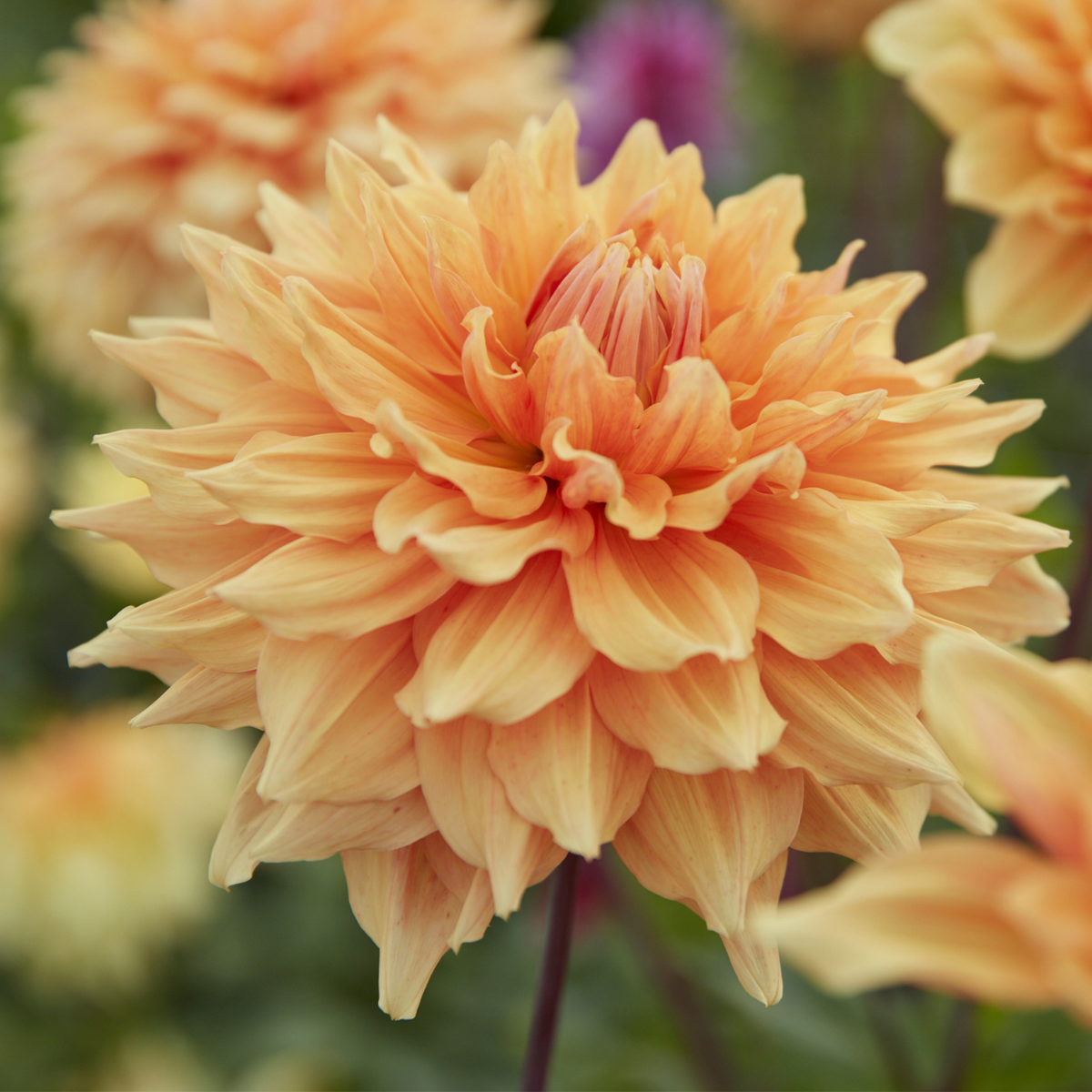 Dahlia Dinnerplate Ben Huston - 2 tuber clumps - Longfield Gardens
