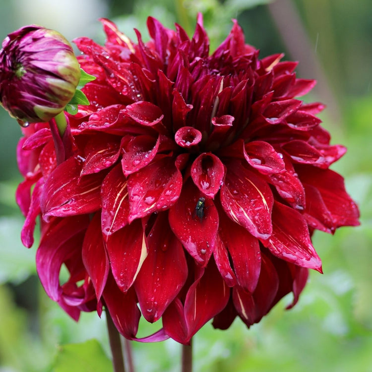 A single blossom of dark red dinnerplate dahlia Bohemian Spartacus, displaying twisting petals, decorated with random splashes of cream.