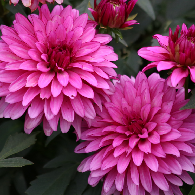 Dahlia Border Decorative Gallery Art Nouveau