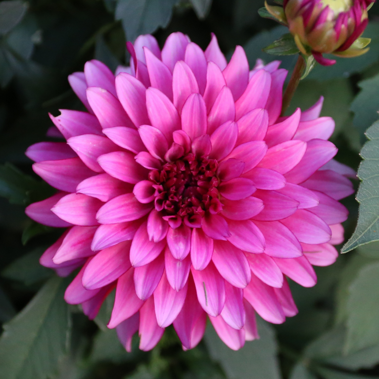 Dahlia Border Decorative Gallery Art Nouveau