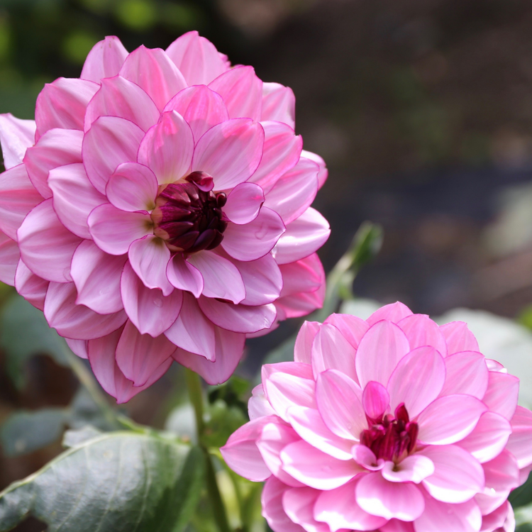 Dahlia Waterlily Creme de Cassis