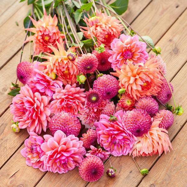 Dahlia_Flat_Lay_2__42268.