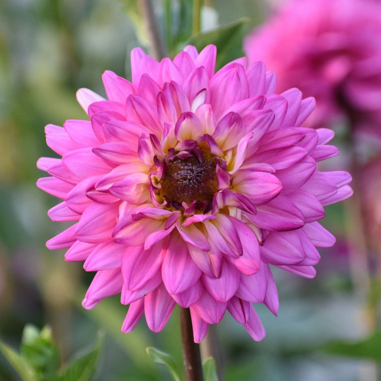 Dahlia Decorative Lucca Johanna