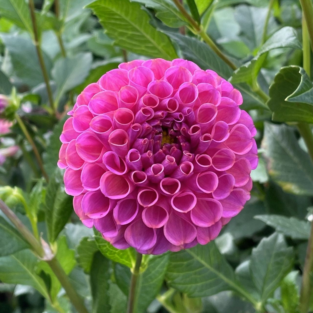 Dahlia PomPon Rocco - 1 tuber clump - Longfield Gardens
