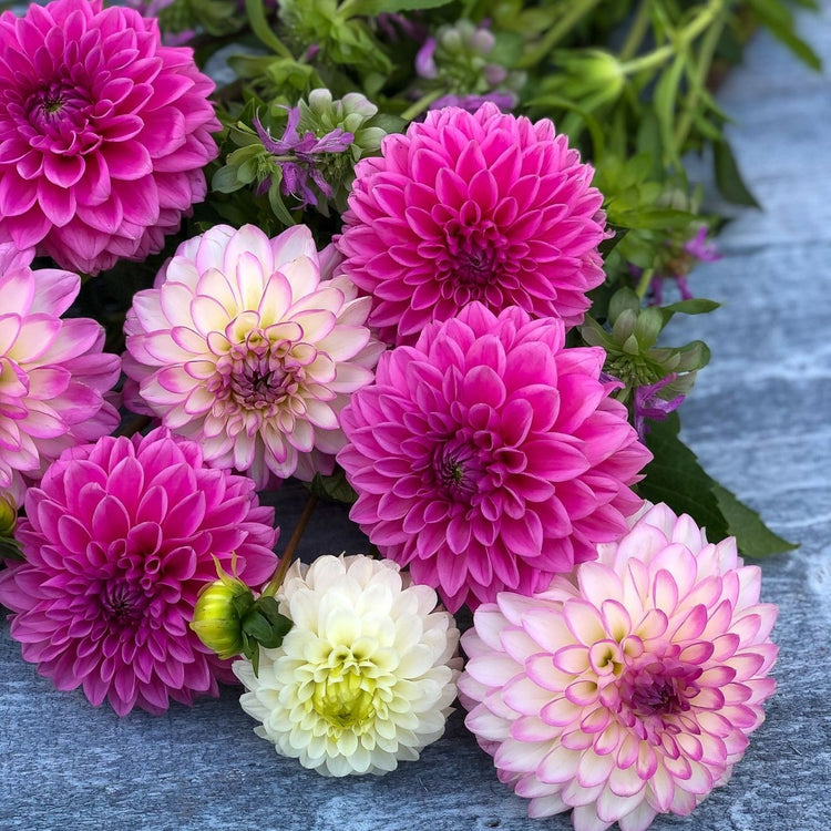 Ball dahlias in shades of deep and light pink, lying on a tabletop and featuring the varieties Sandra, Arbatax and White Aster.