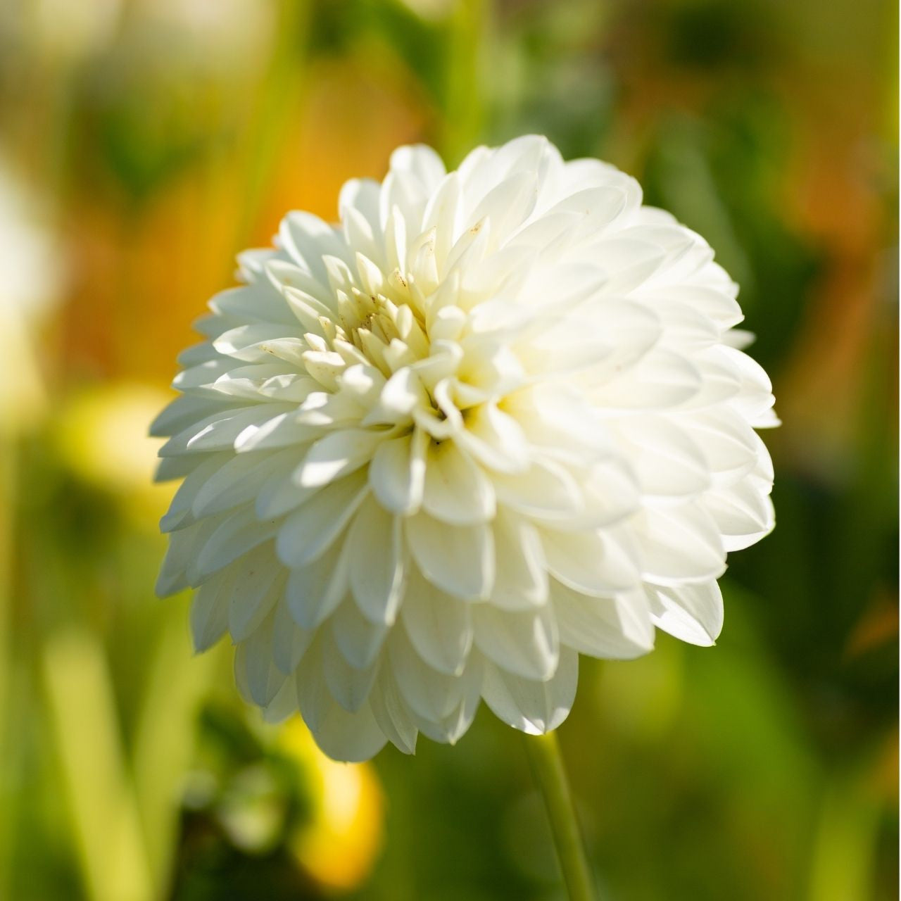 スノーボード DAHLIA 250 Dahlia Decorative Snow Cap - 2 tuber clumps - Longfield Gardens