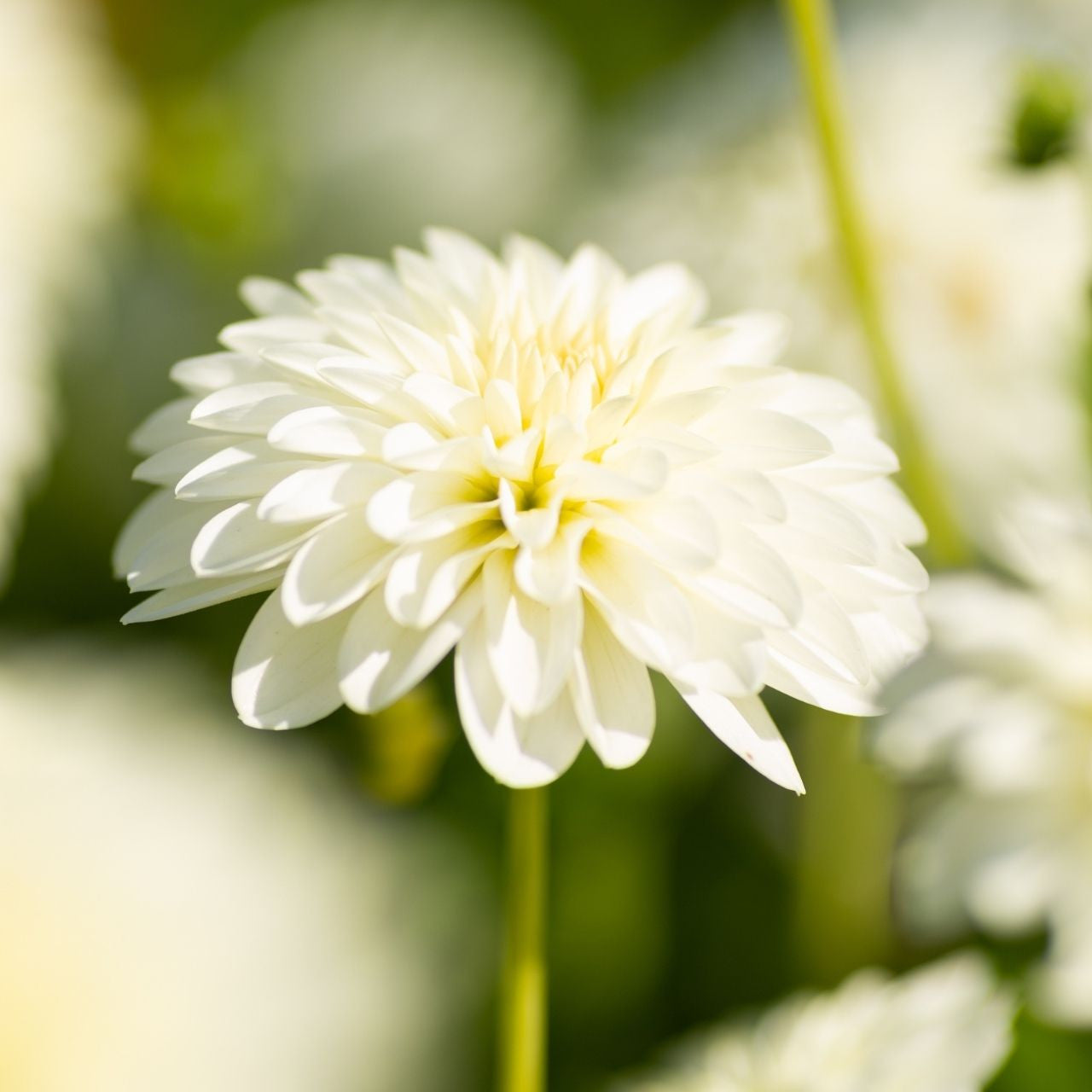 Dahlia Decorative Snow Cap - 2 tuber clumps - Longfield Gardens