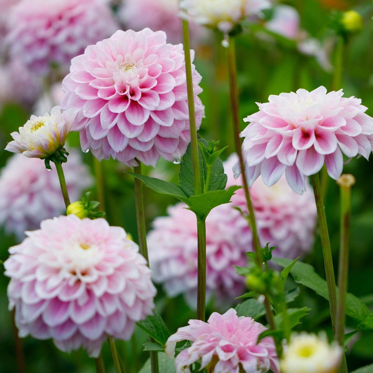 Group of decorative dahlia Sweet Love pale pink blooms.