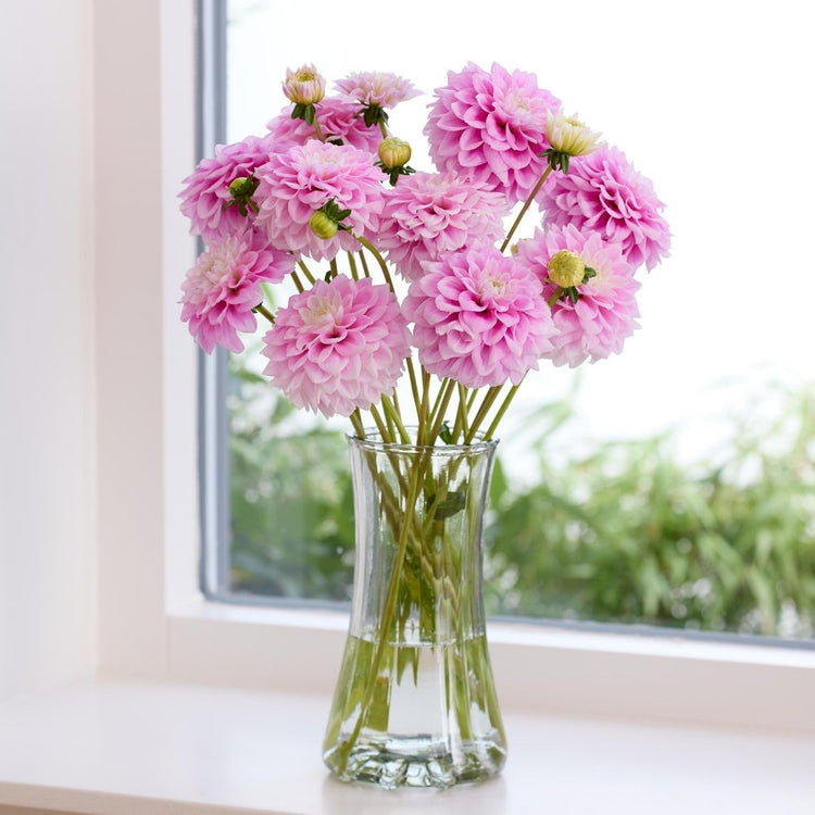 Dahlia Decorative Sweet Nathalie