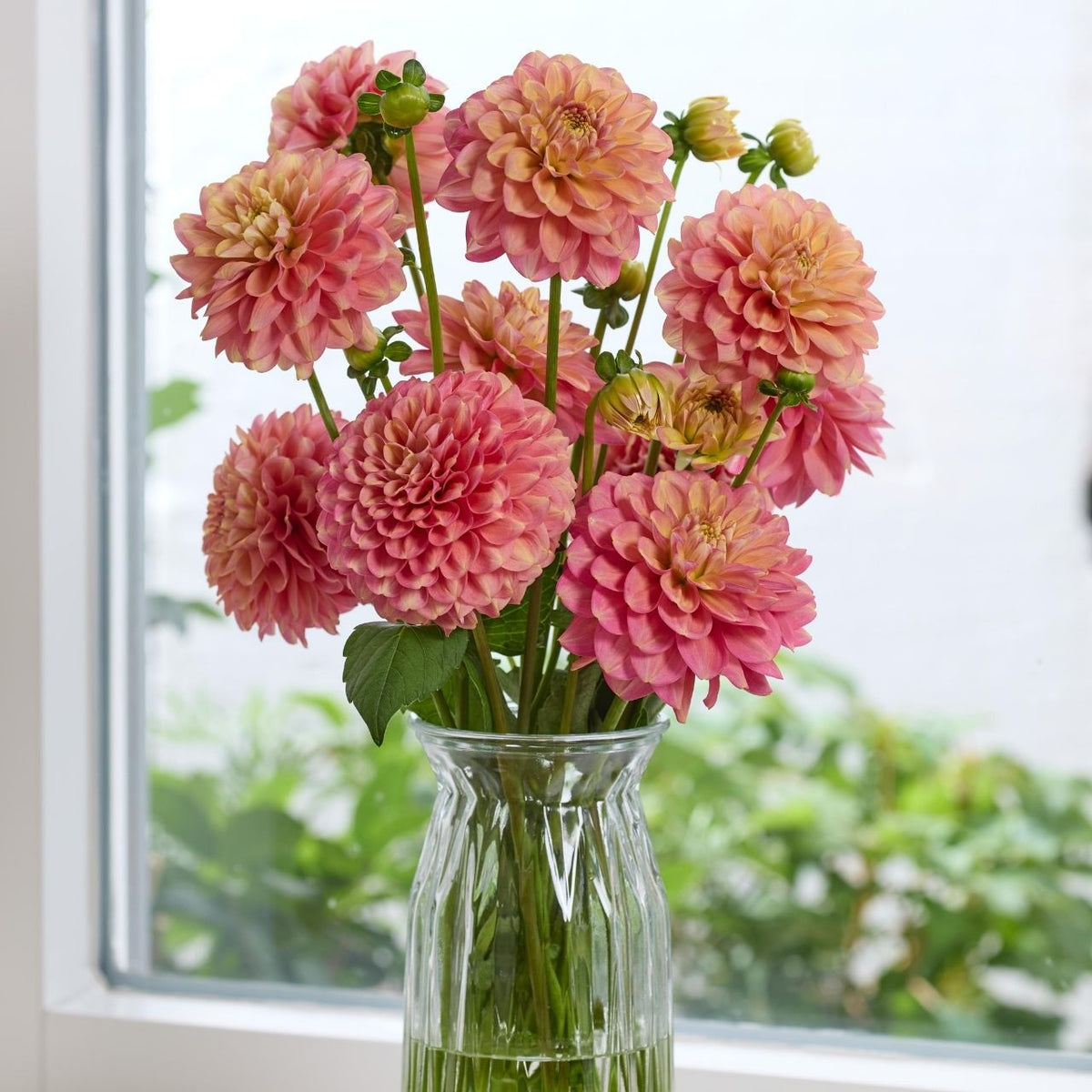 plant fleur Dahlia Decorative Milena Fleur - 2 tuber clumps