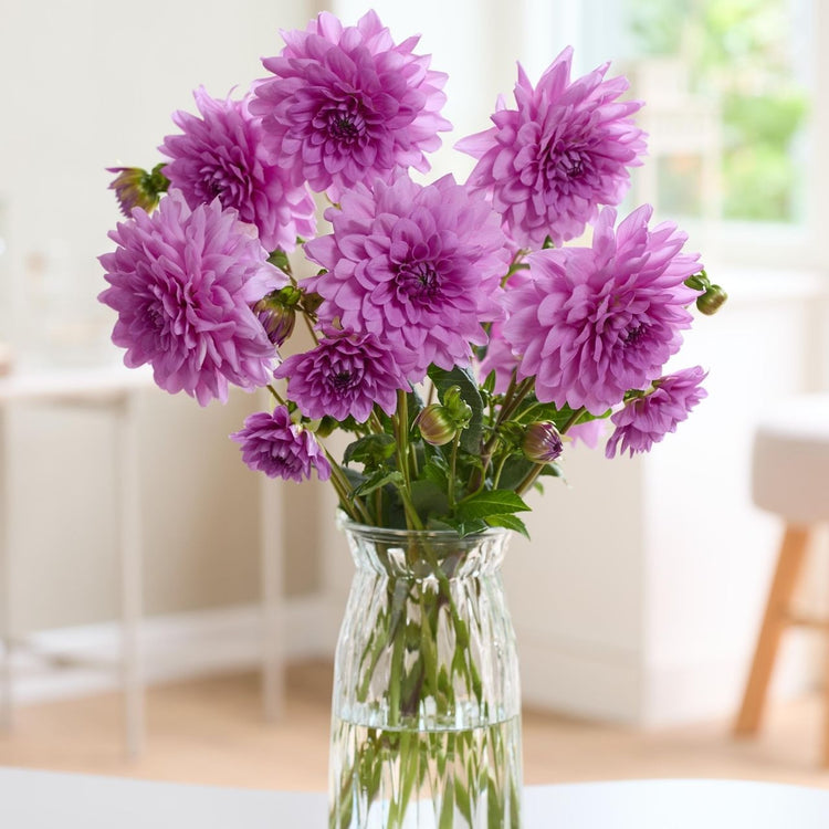 Dahlia Decorative Blue Boy