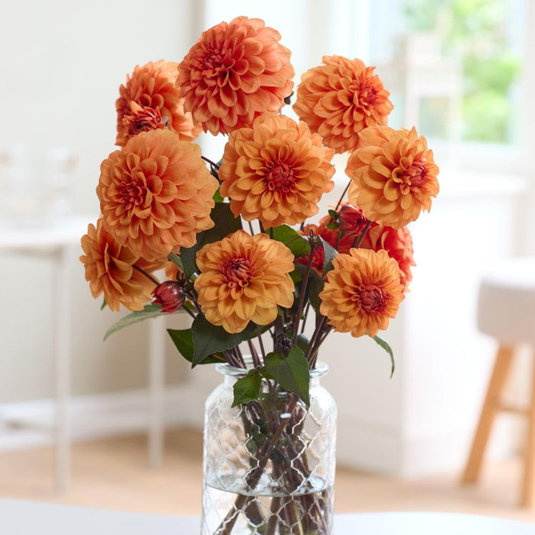 Dahlia Decorative David Howard