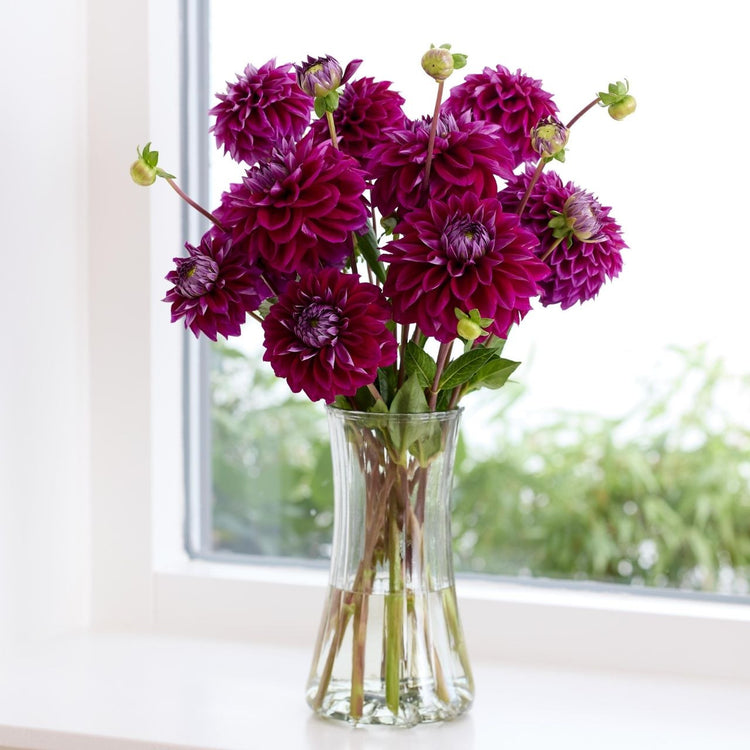 Dahlia Decorative Diva