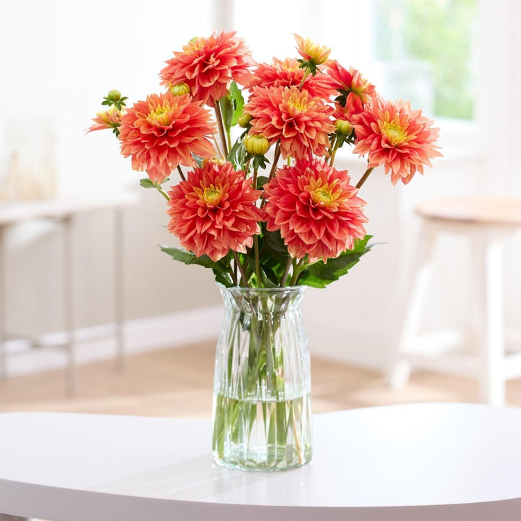 Dahlia Decorative Sunset Tropicana