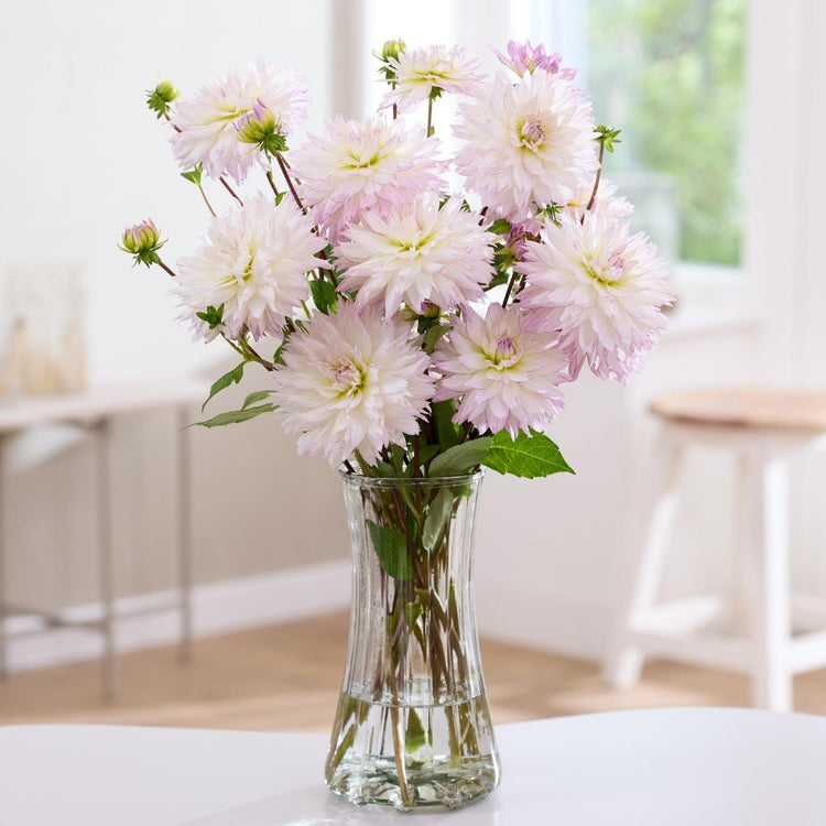 Dahlia Dinnerplate Nadia Ruth