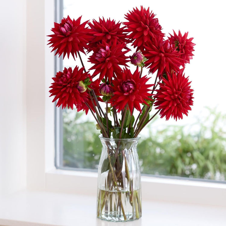 Dahlia Cactus Wittemans Best